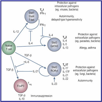 ultimatelycellular differentiation depends upon
